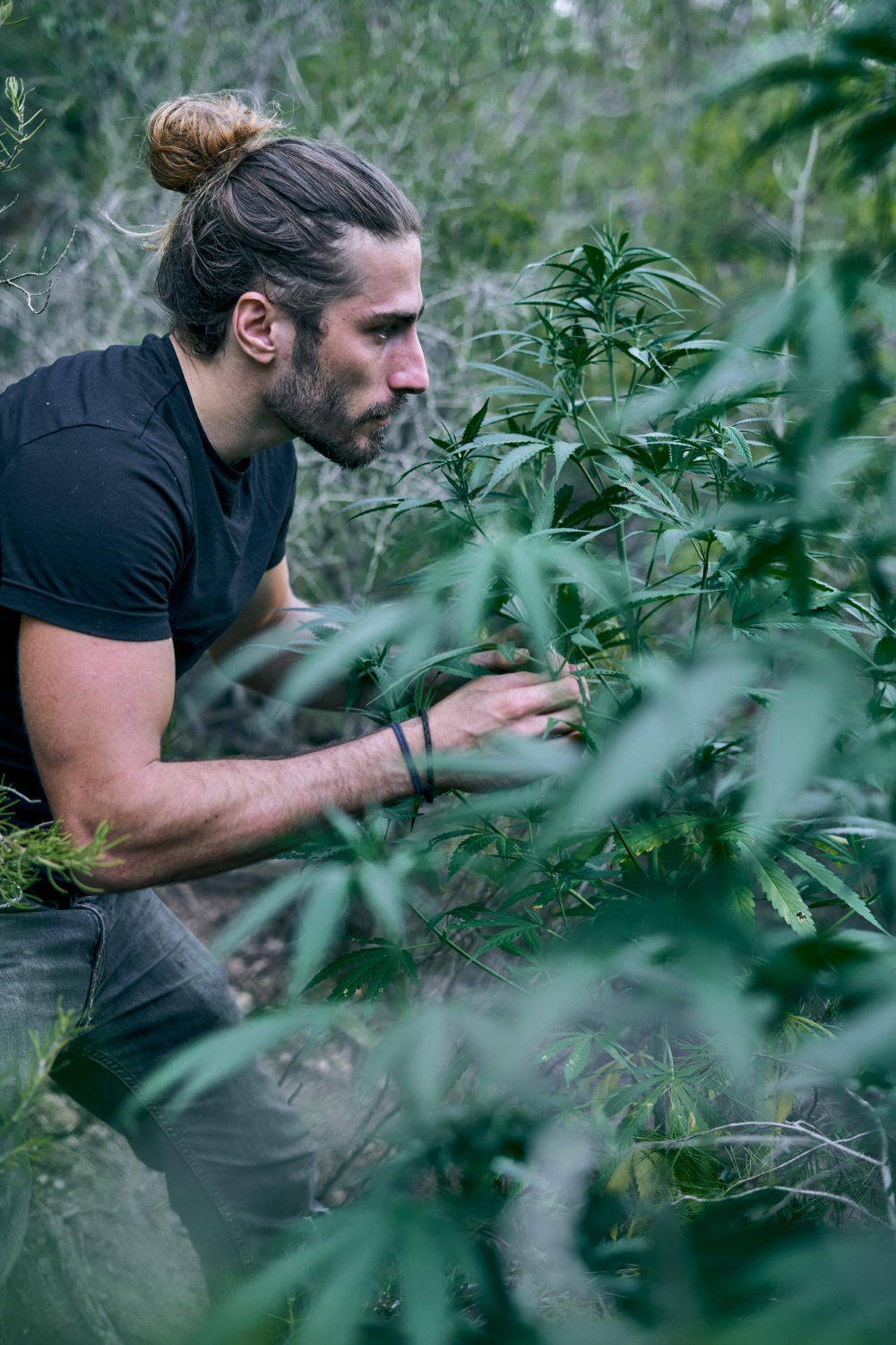 Producteur CBD